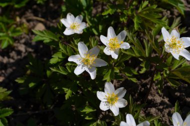 Vahşi orman şakayıklarına yakın, İlkbaharda ormanda