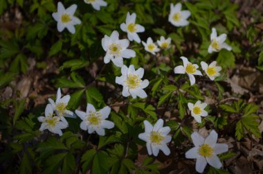 Vahşi orman şakayıklarına yakın, İlkbaharda ormanda