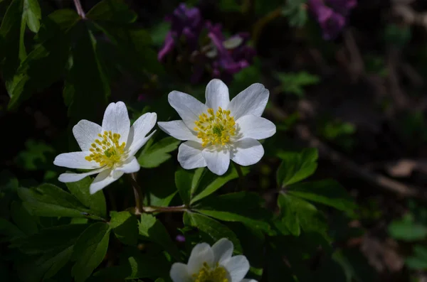 Primer Plano Las Anémonas Madera Silvestre Primavera Bosque —  Fotos de Stock