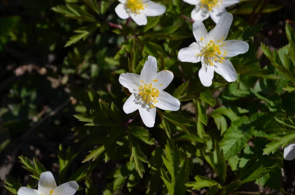 Primer Plano Las Anémonas Madera Silvestre Primavera Bosque —  Fotos de Stock