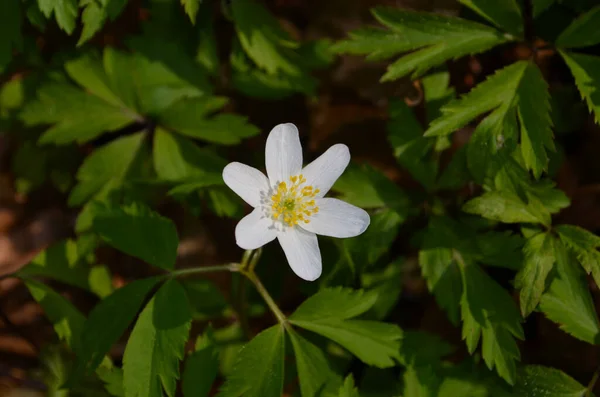 Primo piano degli anemoni di legno selvatico, primavera — Foto Stock