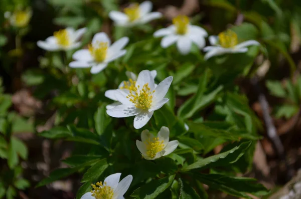 Closeup Wild Wood Anemones Springtime Forest — Stock Photo, Image