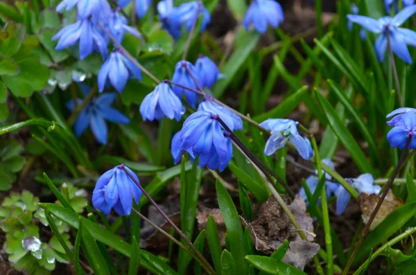 Ormanda Ilkbaharda Mavi Scilla Siberica Çiçeği — Stok fotoğraf