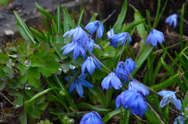 Ormanda Ilkbaharda Mavi Scilla Siberica Çiçeği — Stok fotoğraf