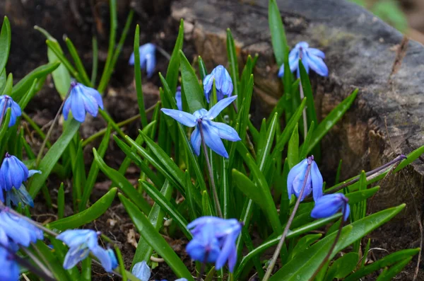 Flor Azul Scilla Siberica Primavera Floresta — Fotografia de Stock