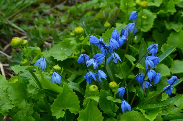 Ormanda Ilkbaharda Mavi Scilla Siberica Çiçeği — Stok fotoğraf