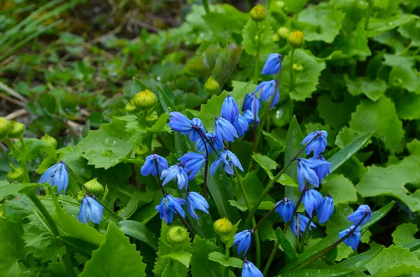 Ormanda Ilkbaharda Mavi Scilla Siberica Çiçeği — Stok fotoğraf