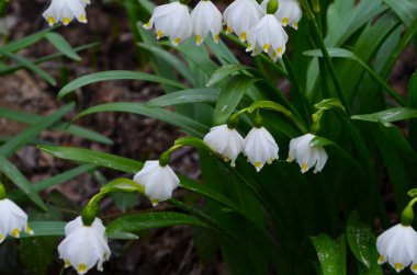 İmparatorluk Kardamlaları doğal ortamda yakın çekim fotoğrafı