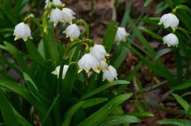 İmparatorluk Kardamlaları doğal ortamda yakın çekim fotoğrafı