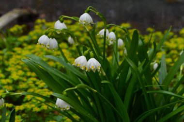 İmparatorluk Kardamlaları doğal ortamda yakın çekim fotoğrafı