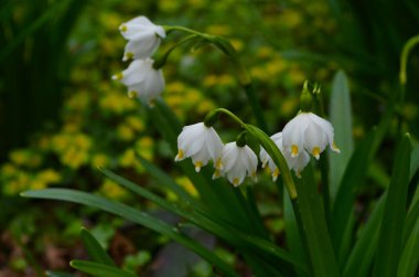 İmparatorluk Kardamlaları doğal ortamda yakın çekim fotoğrafı