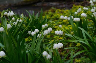 İmparatorluk Kardamlaları doğal ortamda yakın çekim fotoğrafı