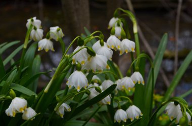 İmparatorluk Kardamlaları doğal ortamda yakın çekim fotoğrafı