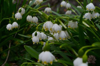 İmparatorluk Kardamlaları doğal ortamda yakın çekim fotoğrafı