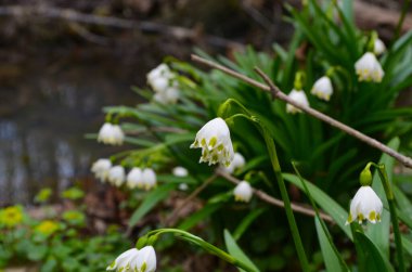 İmparatorluk Kardamlaları doğal ortamda yakın çekim fotoğrafı