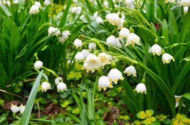 İmparatorluk Kardamlaları doğal ortamda yakın çekim fotoğrafı