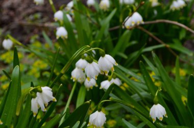 İmparatorluk Kardamlaları doğal ortamda yakın çekim fotoğrafı