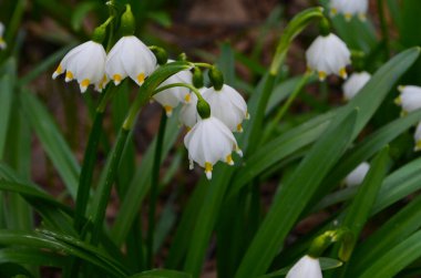 İmparatorluk Kardamlaları doğal ortamda yakın çekim fotoğrafı
