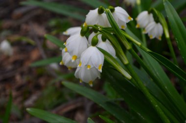 İmparatorluk Kardamlaları doğal ortamda yakın çekim fotoğrafı