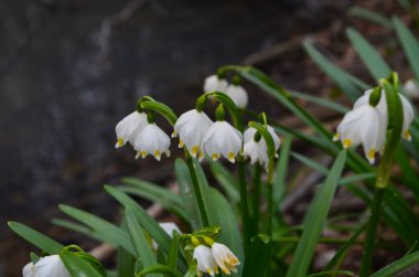 İmparatorluk Kardamlaları doğal ortamda yakın çekim fotoğrafı