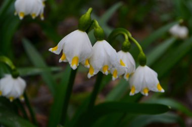 İmparatorluk Kardamlaları doğal ortamda yakın çekim fotoğrafı