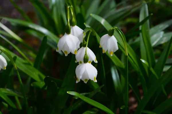 Imperial Snowdrops Foto Primer Plano Entorno Natural —  Fotos de Stock