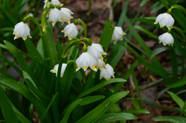 İmparatorluk Kardamlaları doğal ortamda yakın çekim fotoğrafı
