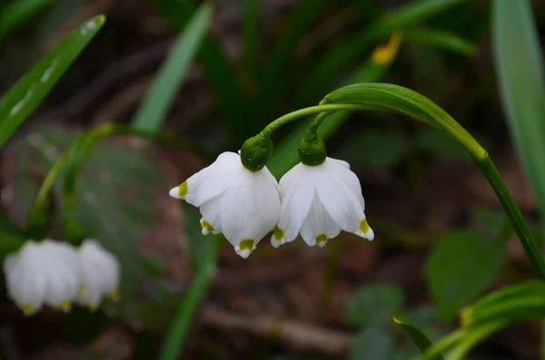 Imperial Snowdrops gros plan photo dans l'environnement naturel — Photo