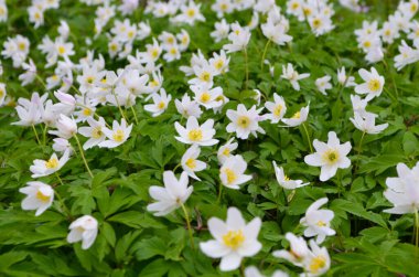 Güneşli bir günde bir sürü beyaz yay şakayığı olan ahşap. İlkbaharda orman vahşi doğada taze yeşilliklerle