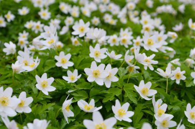 Güneşli bir günde bir sürü beyaz yay şakayığı olan ahşap. İlkbaharda orman vahşi doğada taze yeşilliklerle