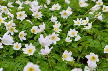 Güneşli bir günde bir sürü beyaz yay şakayığı olan ahşap. İlkbaharda orman vahşi doğada taze yeşilliklerle
