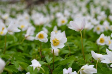 Güneşli bir günde bir sürü beyaz yay şakayığı olan ahşap. İlkbaharda orman vahşi doğada taze yeşilliklerle