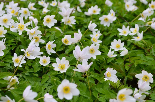 Wood Lots White Spring Anemones Flowers Sunny Day Forest Springtime — Stock Photo, Image