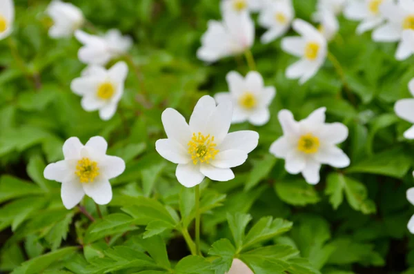 Wood Lots White Spring Anemones Flowers Sunny Day Forest Springtime — Stock Photo, Image