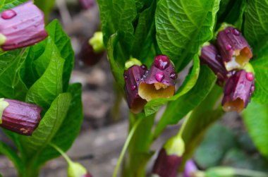 Çiçekli Scopolia Carniolica bitkileri bahar ormanlarında mor çiçeklerle kapanıyor.