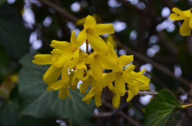 Çiçek açan bahar sarısı çalı çiçekleri - Forsythia intermedya