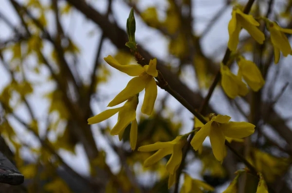 Kwitnące Kwiaty Krzewu Żółtego Wiosna Forsythia Intermedia — Zdjęcie stockowe