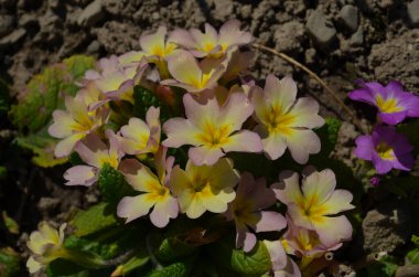 Çok renkli Primrose (primula vulgaris) ilk bahar çiçeği martta çiçek açar. Bahar primula bahçesinde daimi sarı çuha çiçeği. Renkli pembe çuha çiçekleri, primula polyannası böylelikle yakın çekim makrosu