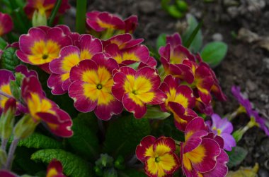 Çok renkli Primrose (primula vulgaris) ilk bahar çiçeği martta çiçek açar. Bahar primula bahçesinde daimi sarı çuha çiçeği. Renkli pembe çuha çiçekleri, primula polyannası böylelikle yakın çekim makrosu