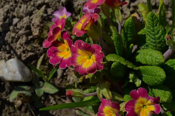 Flerfärgad Primrose Primula Vulgaris Rsta Ren Blomma Blommar Mars Perenn — Stockfoto