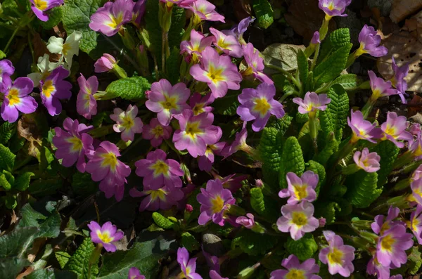 Multicolor Primrose Primula Vulgaris Pierwszy Wiosenny Kwiat Kwitnący Marcu Wieloletnia — Zdjęcie stockowe