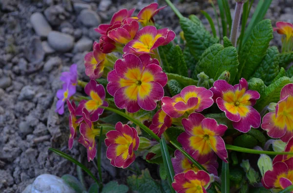 Prímula Multicolor Primula Vulgaris Primeira Flor Primavera Florescendo Marcha Prímula — Fotografia de Stock