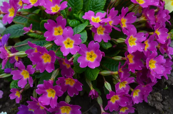 Çok Renkli Primrose Primula Vulgaris Ilk Bahar Çiçeği Martta Çiçek — Stok fotoğraf