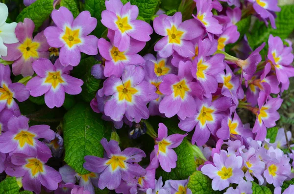 Çok Renkli Primrose Primula Vulgaris Ilk Bahar Çiçeği Martta Çiçek — Stok fotoğraf