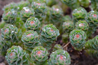Yaprakların üzerine su damlaları damlatan Rhodiola Rosea