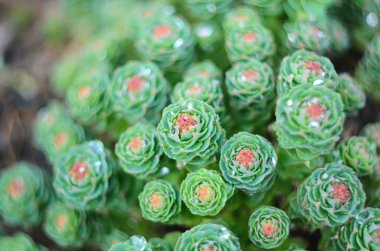 Yaprakların üzerine su damlaları damlatan Rhodiola Rosea