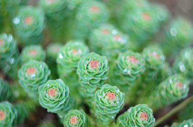 Yaprakların üzerine su damlaları damlatan Rhodiola Rosea