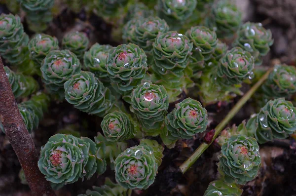 Rhodiola Rosea Com Gotas Água Folhas Perto — Fotografia de Stock