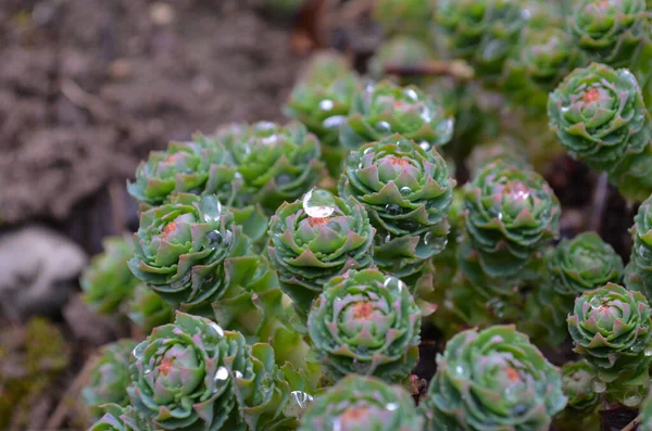 Rhodiola Rosea Kapkami Vody Listí Zblízka — Stock fotografie