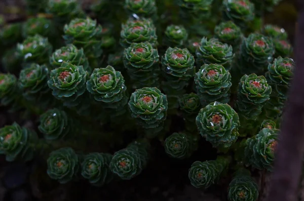 Rhodiola Rosea Com Gotas Água Folhas Perto — Fotografia de Stock